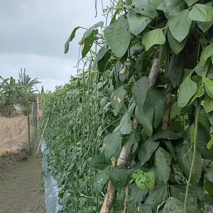 Benih Kacang Panjang KONVOI TAHAN VIRUS GEMINI 500gram Seeds Untuk Kebun Sayur - Lazada