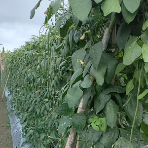 Benih kacang Panjang ANTI VIRUS GEMINI KUNING KONVOI 100 gram