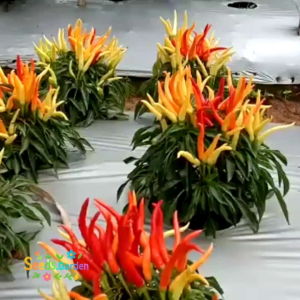 10 BUTIR BIJI/BENIH TANAMAN CABE RED MEDUSA