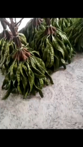 Pete Segar – Kualitas Super Siap Kirim - Jual Pete Segar