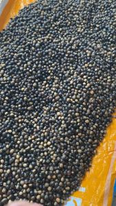 Hạt dẻ nếp Điện Biên - food thơm ngon - món ăn vặt