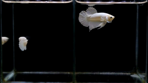 ปลากัด สวยงาม สีขาว ไวท์แพลตตินั่ม พร้อมรัด คัดเกรด ตรงปก แข็งแรง(มีรับประกัน)