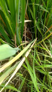 BENIH PADI IP 32 SUPER JUMBO BESAR 1KG