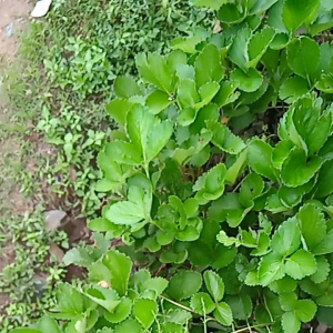 Bibit Benih Strawberry Siap Tanam