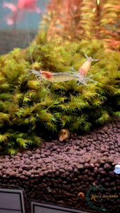 Yamato Shrimp Amano Shrimp (Caridina multidentata) Planted Tank Algae Cleaner