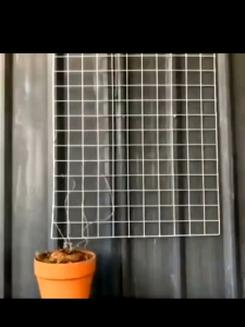 Stephania Erecta Bulb Caudex Plant Rare หัวขนาดXL