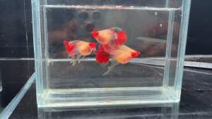 🔥NEW MODIFIED🔥 WILD KOI SHORTBODY Ribbon GlassBelly Long Ear & BIG FinC 🇻🇳 Guppy Fish Pair (TOP PREMIUM GRADE)