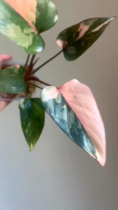 🍑ต้นกล้าตัดใบ เสน่ห์จันทร์ดำด่างชมพู🌸(ชุด3ต้น)🌸ไม้นำเข้าส่งแบบตัดใบบางล๊อตติดใบด่างชมพูพร้อมปลูก