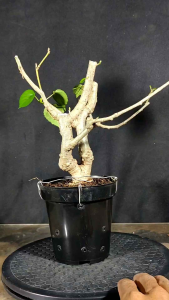 Bibit Bahan Bonsai Program Shito Mame Real Pict 002