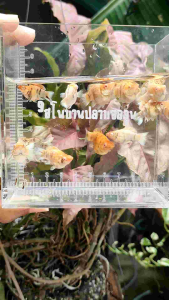 อาหารปลาบอลลูนม้าทองคำคาราเมลอายุ1เดือนครึ่ง