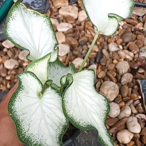 ผ้าผ้าใบหน้า บอน 3ต้น สีขาว กอมผลิต สหัสเดชะฟอร์มกอมี ราคา฿89