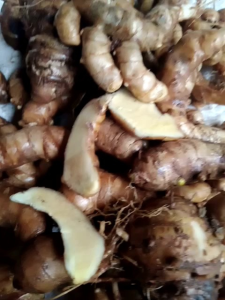 temu putih obat herbal alami kunyit putih original