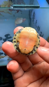 火焰龟3-5cm Flame turtle