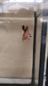 Haftmoon Plakat Betta Fish A10 - AOC