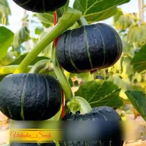 [Virladia Seeds] 8 Biji Benih Labu Jepang Kabocha Hijau