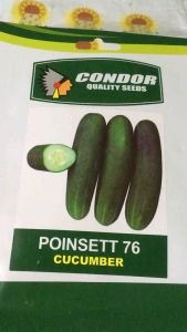 POINSETT 76 CUCUMBER SEEDS (3g) by Condor