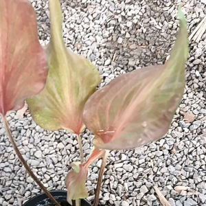 บอนสีทรงใบหอก แข้งบอนสีเก่า ราคาถูก฿129 ชมต้นจริงในแชทได้