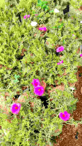 (BISA COD) Bibit tanaman hias Sutra Bombay / bunga jam 9