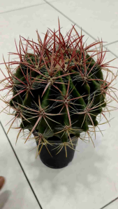 Ferocactus Gracilis Red Barrel Cactus seedling 实生红琥赤琥强刺仙人球