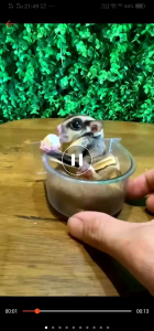 SUGAR GLIDER BABY/FOOD蜜袋鼯崽(1 month) NEXTDAY DELIVERY