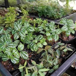 Cây Hổ Nhĩ Trắng Pilea Cadierei – Cây Terrarium Paludarium Bể Cây Mini Tiểu Cảnh