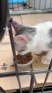 ‼️ยกกล่อง ถูกกว่า Purina One ‼️‼️😻😻อาหารเปียก 70ก x12ซอง มี5รสชาด