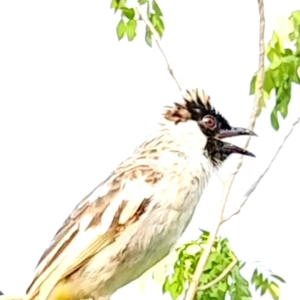 Pur Burung Kutilang. Voer Burung Kutilang Pentet Jogjrog Kacer.