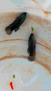 ปลากัดป่าเอเลี่ยนเพศเมีย สีเขียว