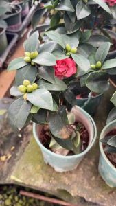 ดอกแดง 30cm #ต้นวาสนาเงิน #วาสนาทอง หายาก ต้นใหญ่#สวยพุ่มแน่น ส่งพร้อมกระถางดำ %Dracaena fragrans ‘Massangeana’ #ดราเซนา แฟรแกนส์ มาสแซนจิอานา) ลักษณะเด่น: • ใบยาว แคบ เรียงเวียนเป็นช่อ • มีแถบสีเหลืองอ่อนหรือสีครีมตรงกลางใบ และสีเขียวเข้มขอบใบ • ปล