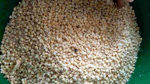 Giống bắp nếp địa phương ngon ngọt