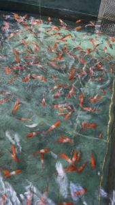 Kohaku Koi Swordtail/ Livefish/ Freshwater/红白剑
