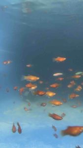 Red Balloon Platy/Livefish/freshwater/满鱼