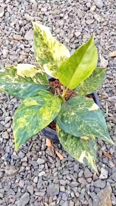 ต้นขันหมากราชาด่างเหลือง ขันหมากราชาเศรษฐีด่าง หรือ ต้นโพธิ์มงคล ไม้โบราณด่าง หายากน่าสะสม ไม้อโกลนีมา โพธิ์มงคลให้โชคลาภ จัดส่งพร้อมกระถาง 6นิ้ว