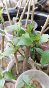 ชบาหนู หรือ ชบาหลอด จำหน่ายต้นเพาะชำ