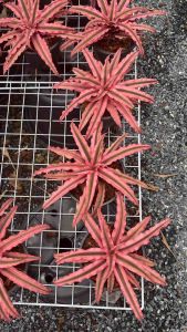 สับปะรดสี  (Cryptanthus)หรือที่รู้จักกันในชื่อ "เอิร์ธสตาร์" (Earth Stars) เป็นพืชสกุลหนึ่งในวงศ์ Bromeliaceae มีถิ่นกำเนิดในบราซิล   ข้อมูลเกี่ยวกับสับปะรดสี(Cryptanthus) สำหรับการเลือกซื้อ: * ลักษณะเด่น: มีลักษณะเป็นทรงกุหลาบ (rosette-shaped) และมีใบที่