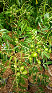 Bibit Buah Kedondong Sudah Berbunga atau Berbuah