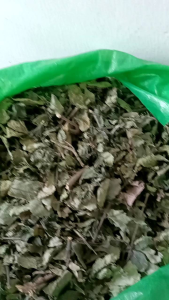 Daun keji beling 500 gram kering pecah beling kering