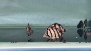 Northern Thailand Tiger /NTT/Large Tropical Fish/泰北虎/大型热带鱼(Sin Quan Aquaculture Enetrprise)