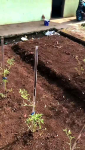 PRODUK BARU!!! 1 KG BENIH KACANG TANAH VARIETAS GAJAH SUPER bibit benih kacang tanah super