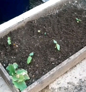 Biji | Benih Tanaman Kacang Panjang Merah