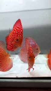 Desain & Manfaatkan Discus Aquarium Berkualitas