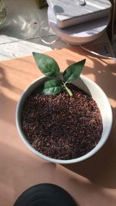 ข้าวไรซ์เบอรี่ออแกนิก ข้าวปลอดสารพิษ ปลูกแบบวิถีธรรมชาติ