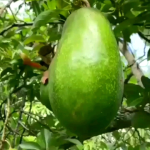 Bibit alpukat aligator jumbo tinggi tanaman 1 meter