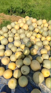 BENIH BIJI MELON SUPER UNGGULAN 50 BIJI