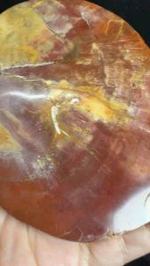 (Real Unit) Petrified Wood/ Wood fossil Plate Display- 247g 天然木化石247g (S/n: O3)
