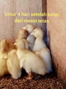 Pakai 20 Butir Telur Bebek Peking untuk Ditetaskan
