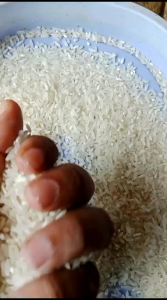 BENIH BIBIT PADI SR PO8 1KG