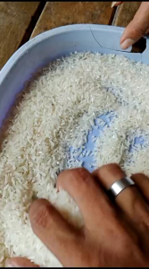 Benih padi G100 ( GANDARIA 100 )