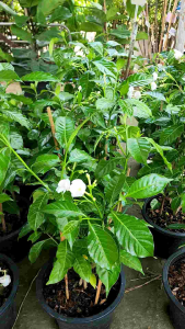 พุดนวลจันทร์​ ดอกขาวนวลสวย  ต้นแข็งแรง