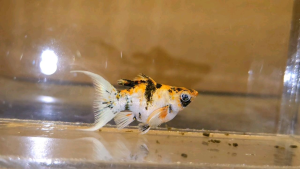 Red Head Balloon Molly Fish(Female) 红头短身气球茉莉鱼(母)❗️(Not random fish）❗️Fish same as order❗️32
